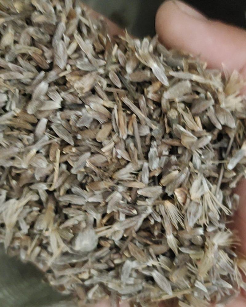 苍术种子