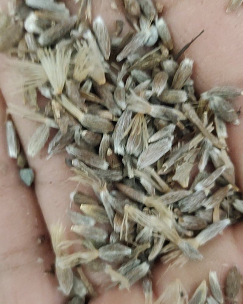 苍术种子