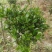 （聚便宜）盆景庭院绿植花卉移栽七星绣球茶花