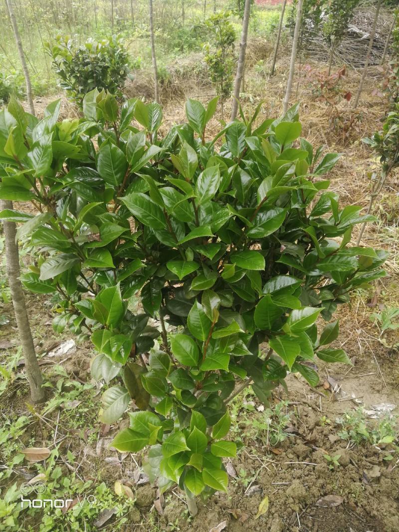 （聚便宜）盆景庭院绿植花卉移栽七星绣球茶花