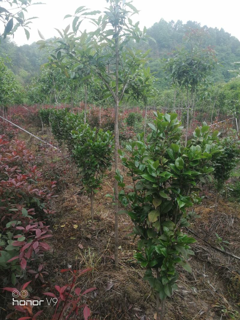 （聚便宜）盆景庭院绿植花卉移栽七星绣球茶花