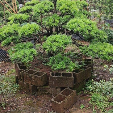 罗汉松盆景桩景基地批发