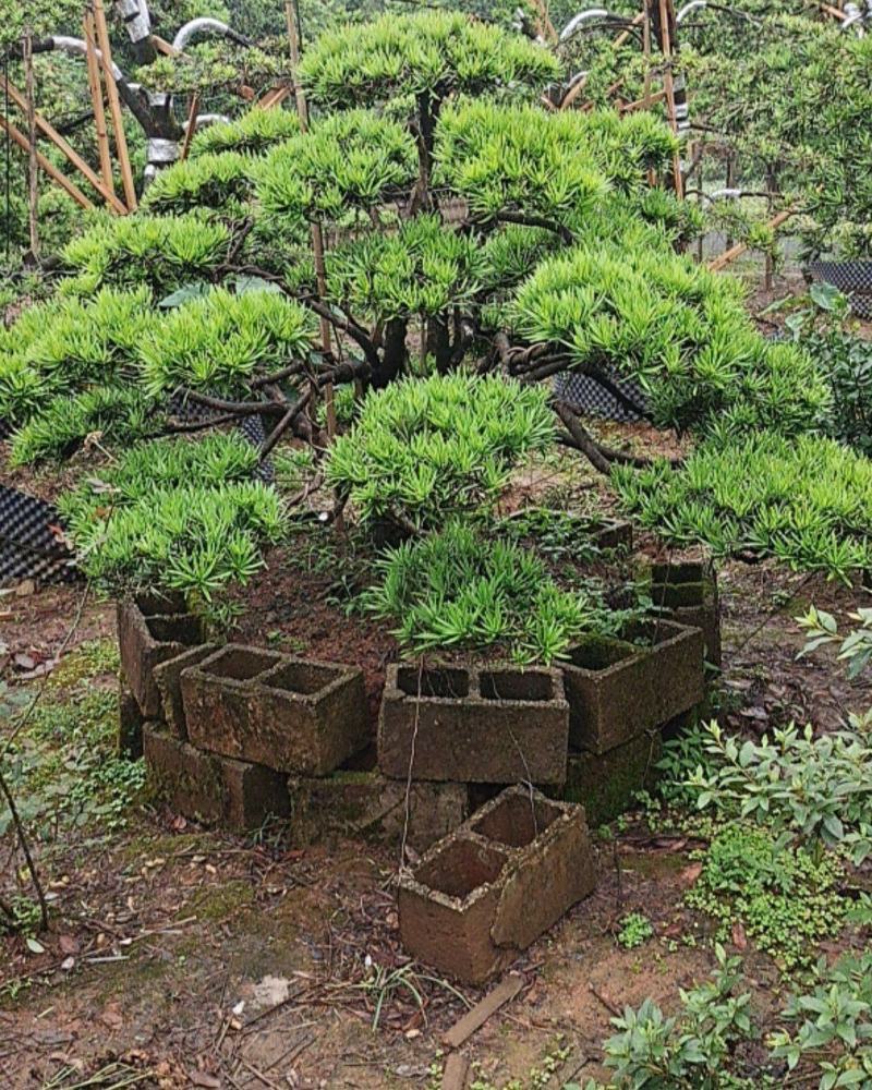 罗汉松盆景桩景基地批发