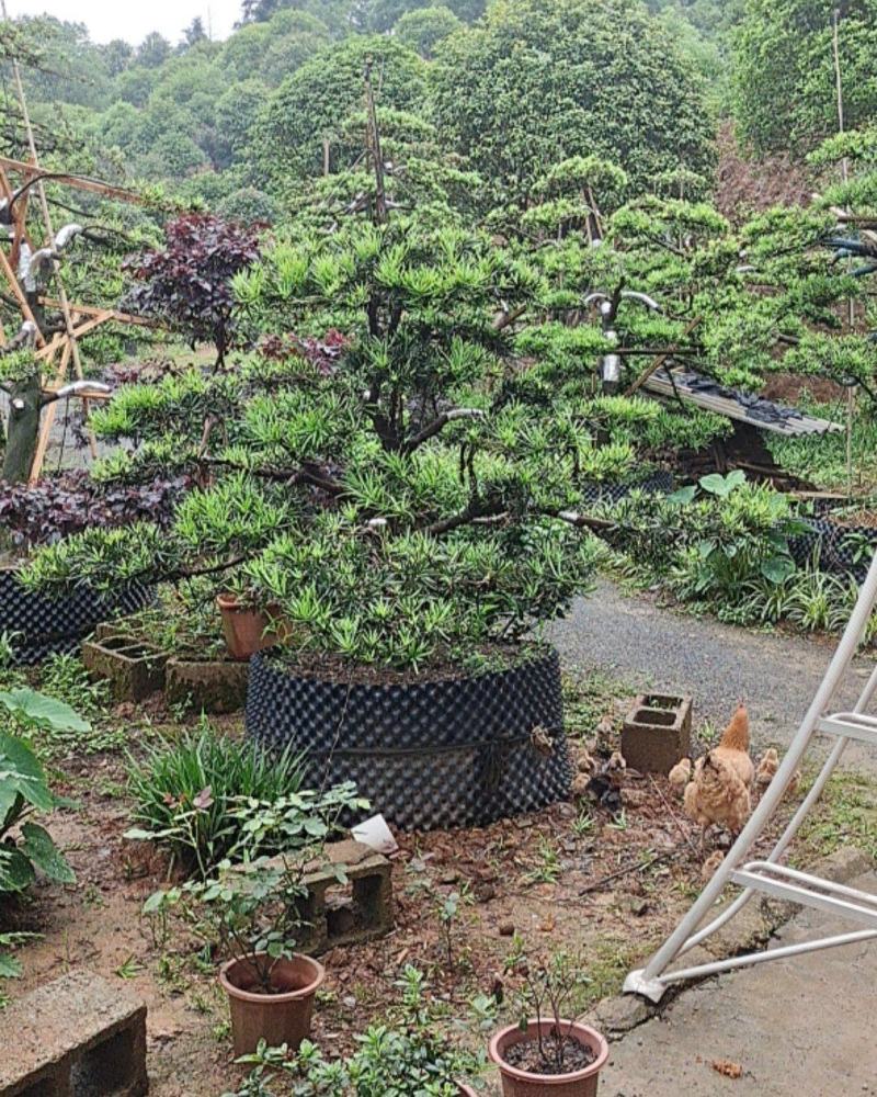 罗汉松盆景桩景基地批发