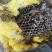野蜂蜜2021岩石蜂蜜岩蜂蜜可定制颜色蜂蜜