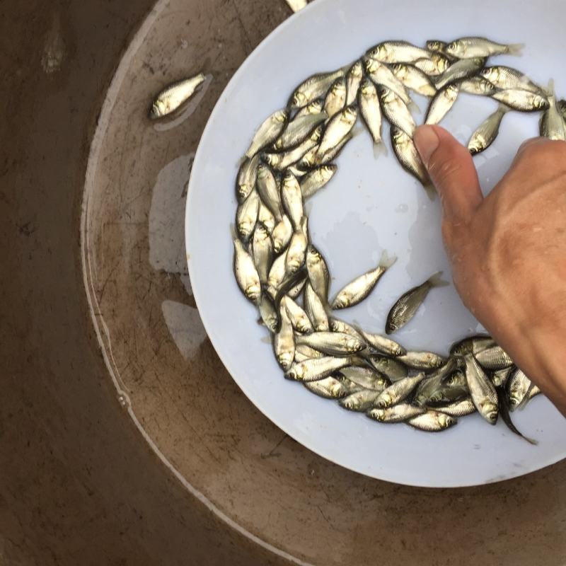 鲫鱼苗中科5号-品种优良生长速度快抗病力强