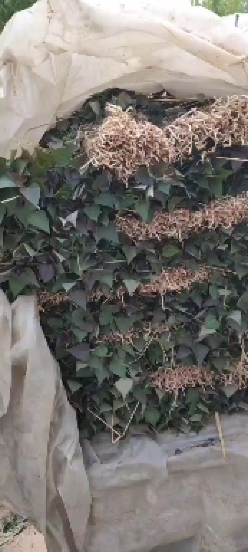 出售红薯苗