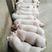 优良仔猪价猪场供猪苗育肥品种全防疫到位包活到家