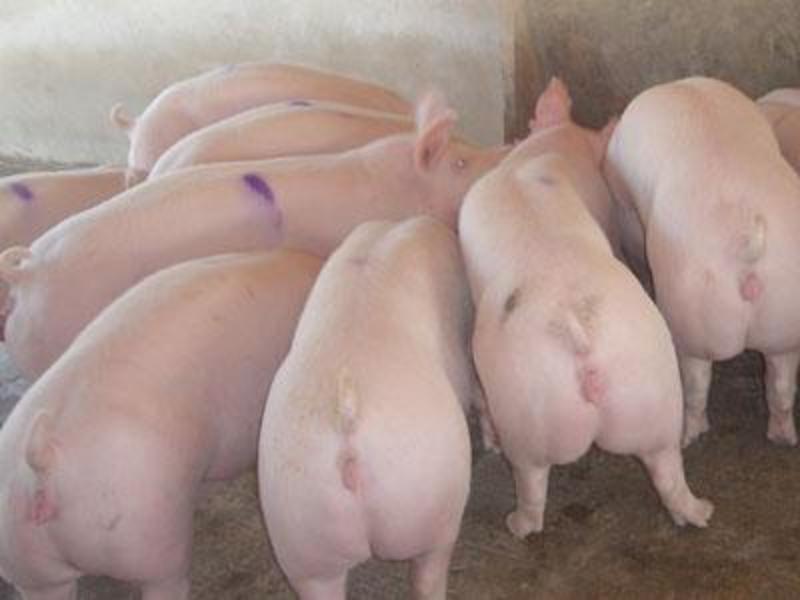 优良仔猪价猪场供猪苗育肥品种全防疫到位包活到家