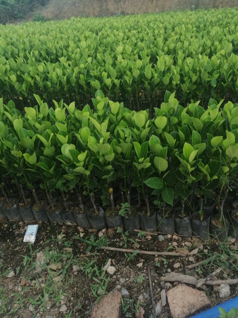 常有无胶菠萝蜜苗
