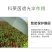 遮光伞蔬菜果树叶面肥防晒防病害专用水溶肥料