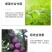 遮光伞蔬菜果树叶面肥防晒防病害专用水溶肥料