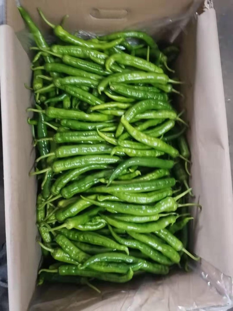 螺丝椒15~20厘米青中辣用于各种食材料