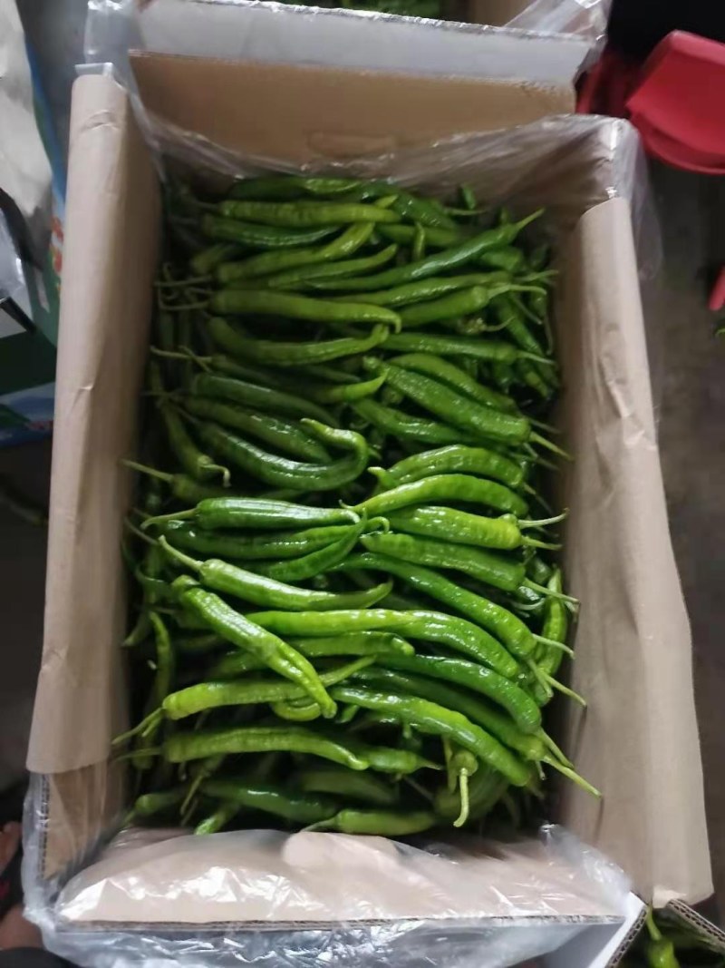 螺丝椒15~20厘米青中辣用于各种食材料