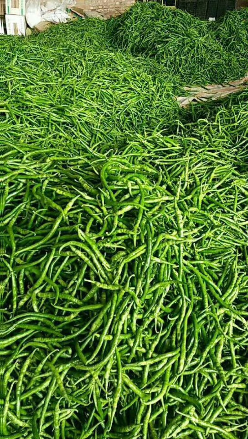 螺丝椒15~20厘米青中辣用于各种食材料
