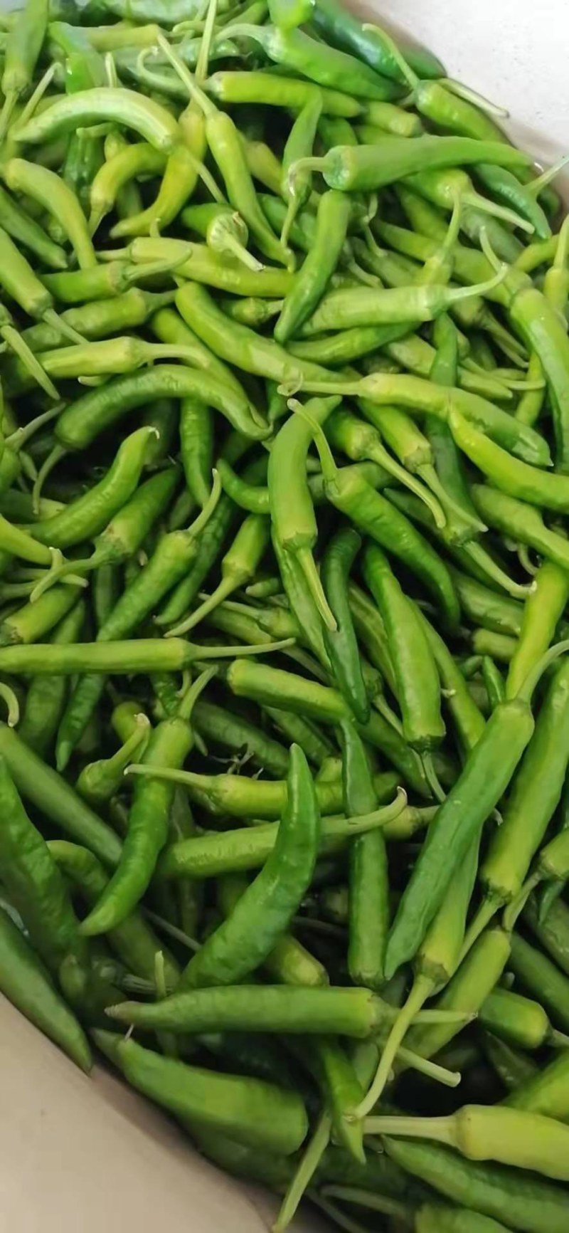螺丝椒15~20厘米青中辣用于各种食材料