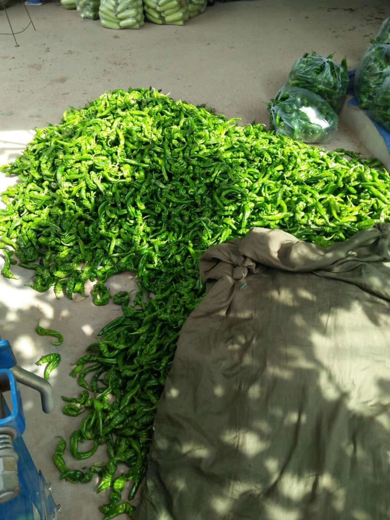 螺丝椒15~20厘米青中辣用于各种食材料