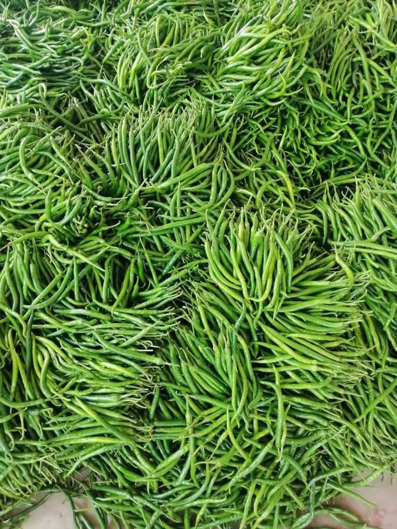 螺丝椒15~20厘米青中辣用于各种食材料