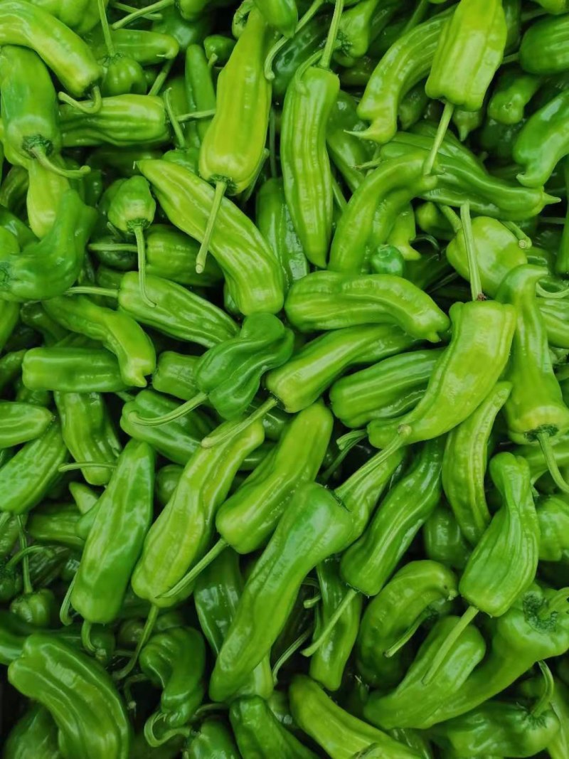 螺丝椒15~20厘米青中辣用于各种食材料
