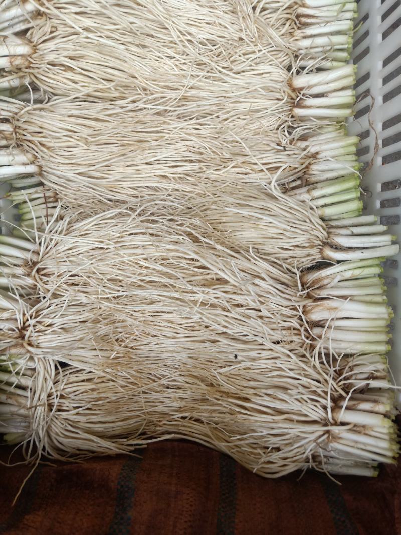 云南普洱韭菜根也叫苤菜根_水洗_炒肉_腌制都行