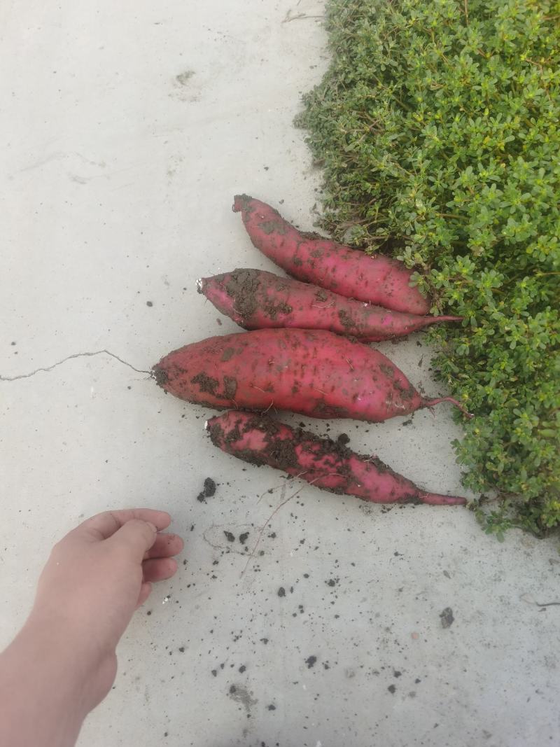 现货（糖化好的）红瑶，丝滑，全年有现货，基地库房均可溯源