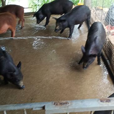 猪仔，黑猪，土猪，本地猪，一级猪