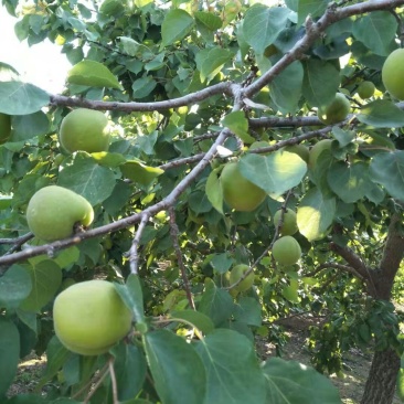 菜籽黄杏大量现货出售