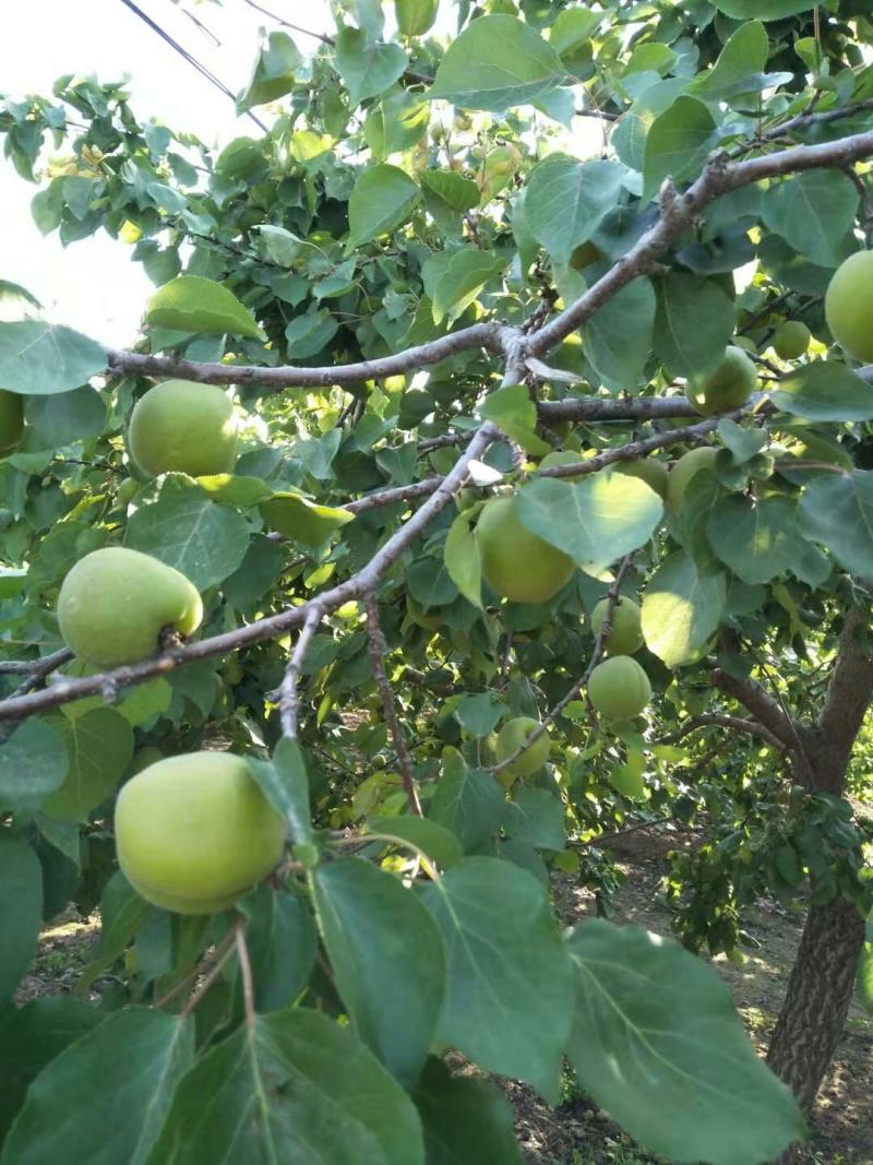 菜籽黄杏大量现货出售