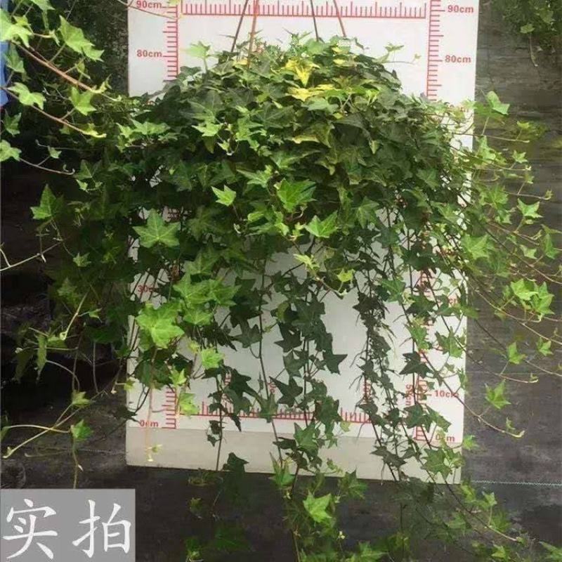常青藤金边常春藤四季常青吸甲醛新房盆室内绿植