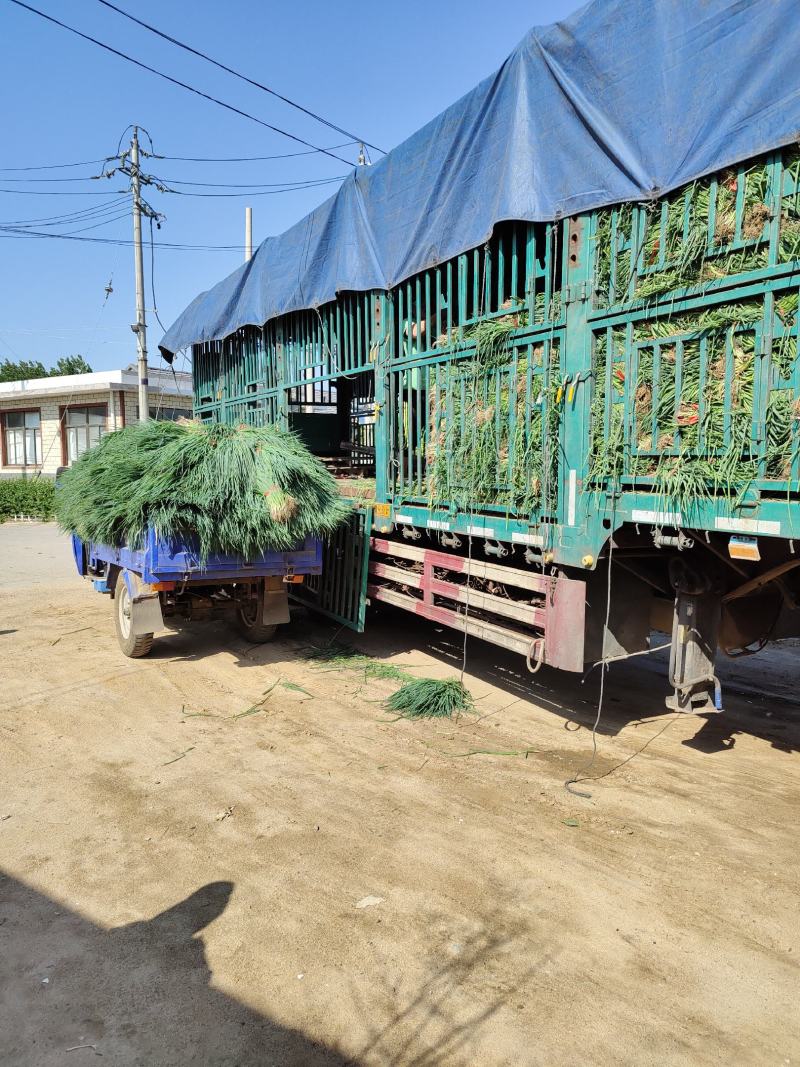 一代铁杆葱苗现大批量接受预订，保质保量可签合同