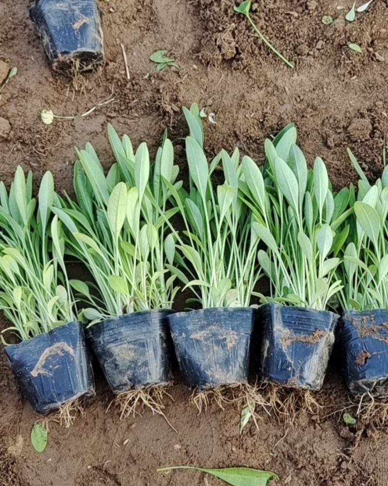 金鸡菊金钱菊多年生宿根植物花期5-9月基地大量供