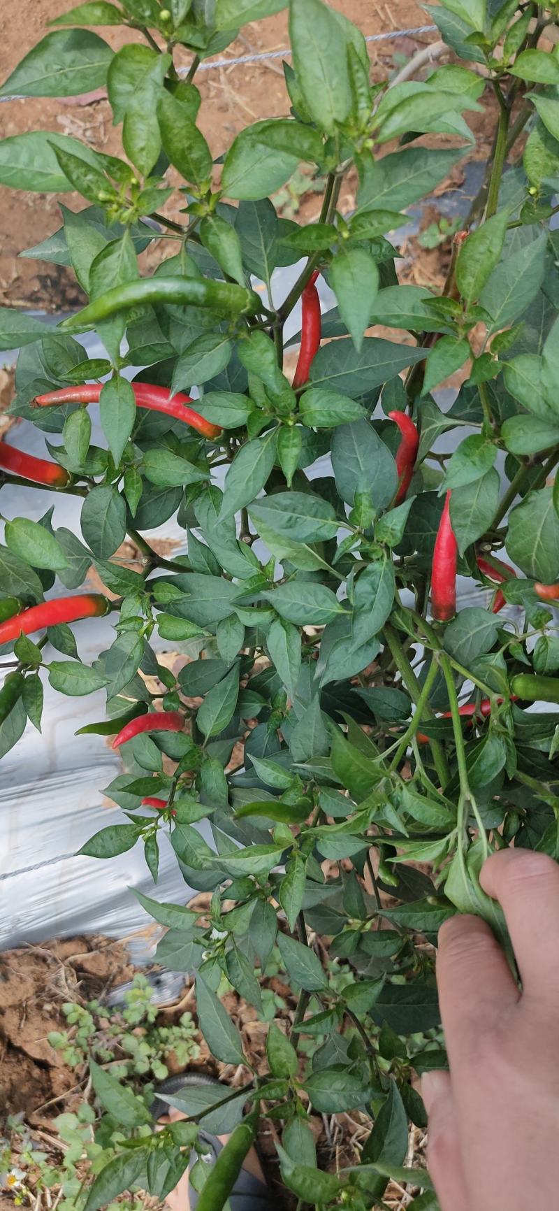 朝天椒包装方式泡沫箱加冰袋