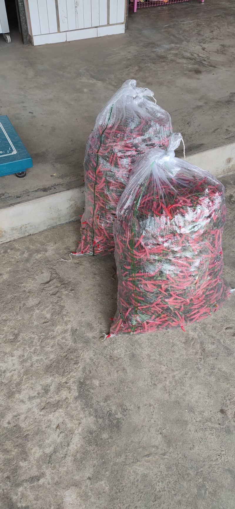 朝天椒包装方式泡沫箱加冰袋