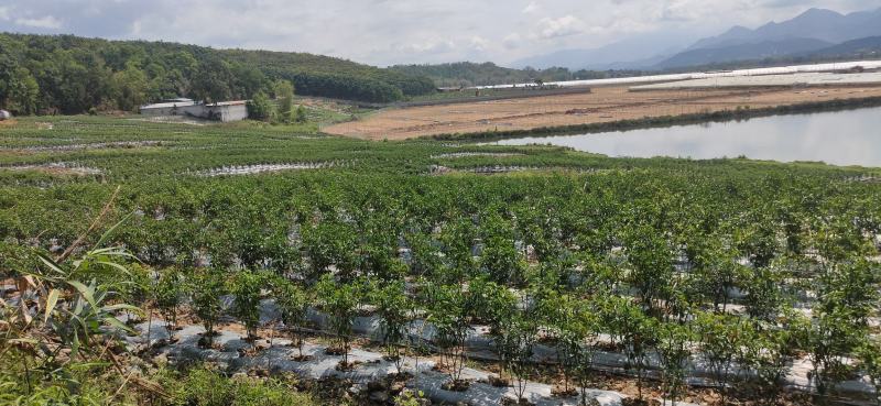 朝天椒包装方式泡沫箱加冰袋