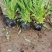金鸡菊金钱菊多年生宿根植物花期5-9月基地大量供