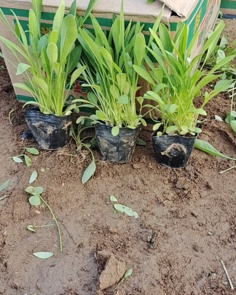 金鸡菊金钱菊多年生宿根植物花期5-9月基地大量供