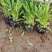 金鸡菊金钱菊多年生宿根植物花期5-9月基地大量供