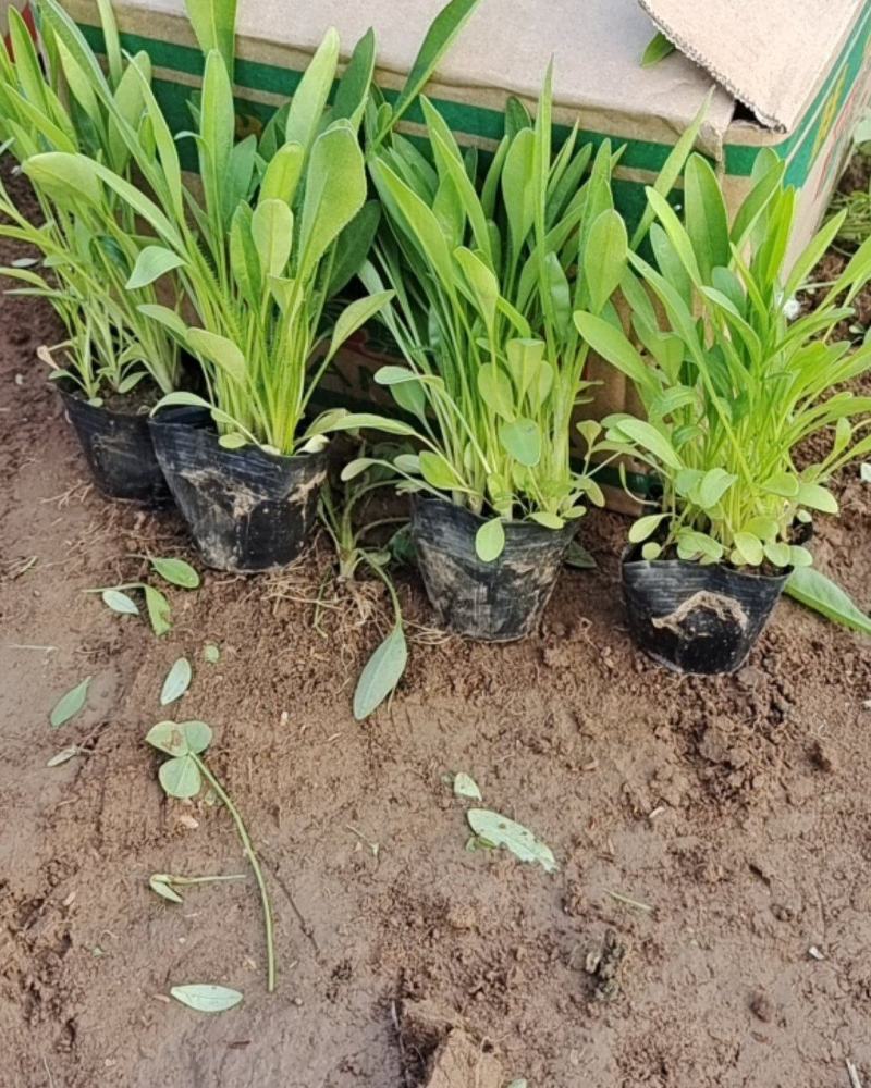 金鸡菊金钱菊多年生宿根植物花期5-9月基地大量供