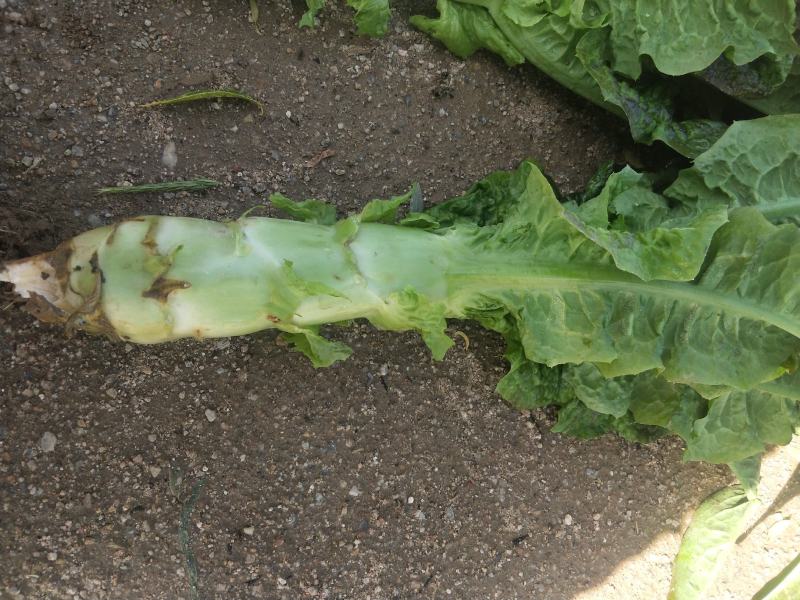 莴笋
