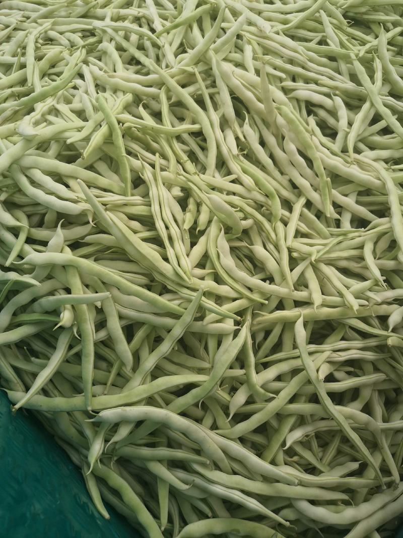 优质白不老，白芸豆，基地直供，价格美丽，可视频看货，欢迎