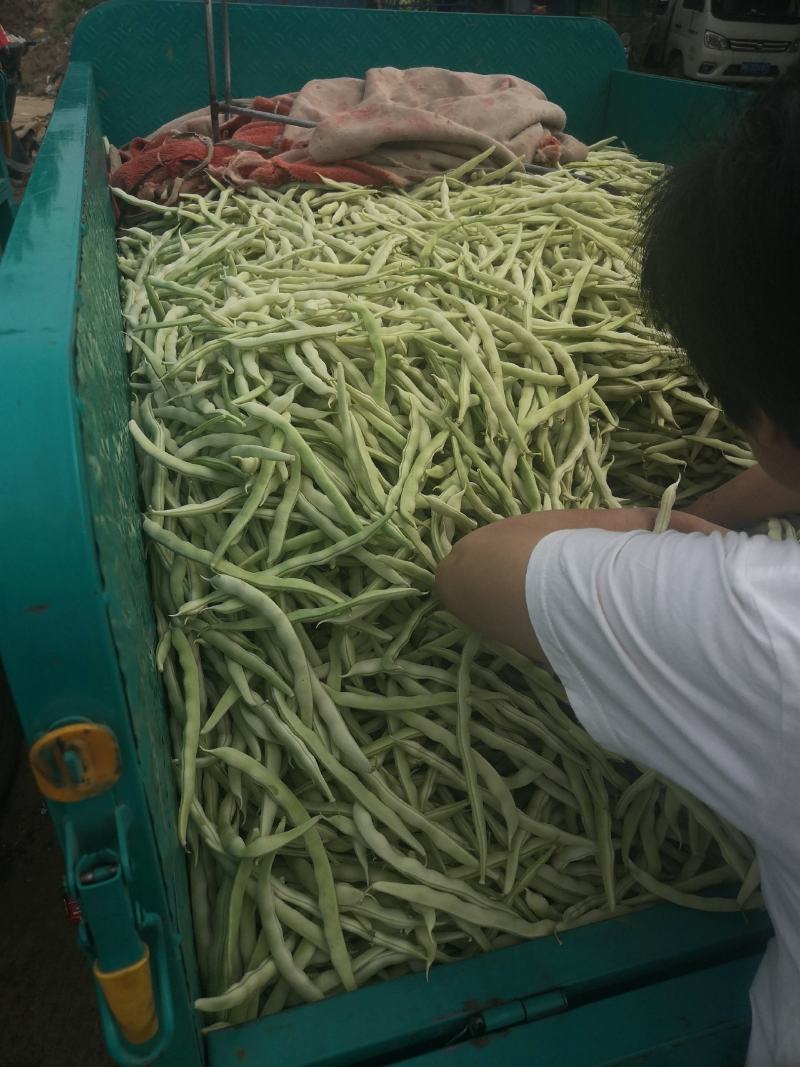 优质白不老，白芸豆，基地直供，价格美丽，可视频看货，欢迎
