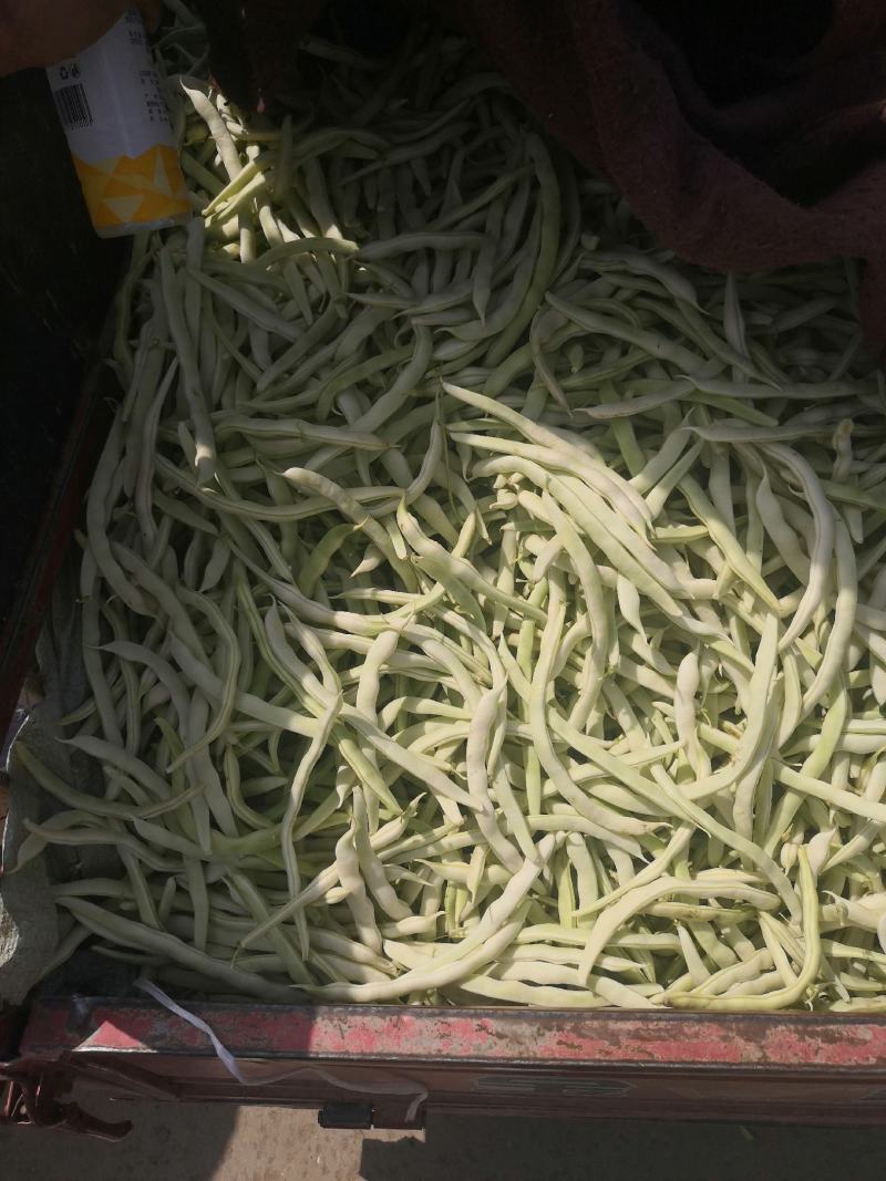 优质白不老，白芸豆，基地直供，价格美丽，可视频看货，欢迎
