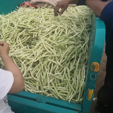 优质白不老，白芸豆，基地直供，价格美丽，可视频看货，欢迎