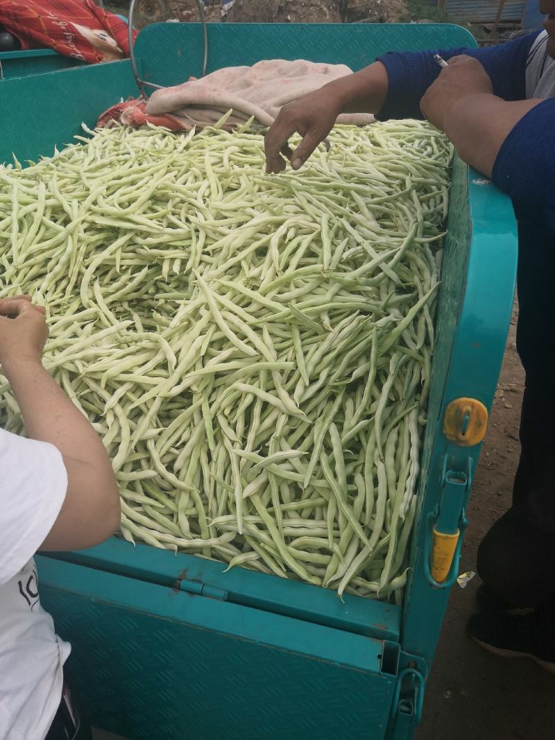 优质白不老，白芸豆，基地直供，价格美丽，可视频看货，欢迎