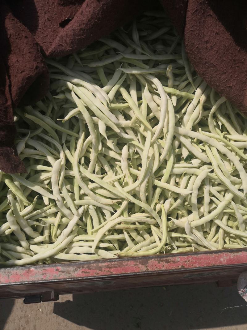 优质白不老，白芸豆，基地直供，价格美丽，可视频看货，欢迎