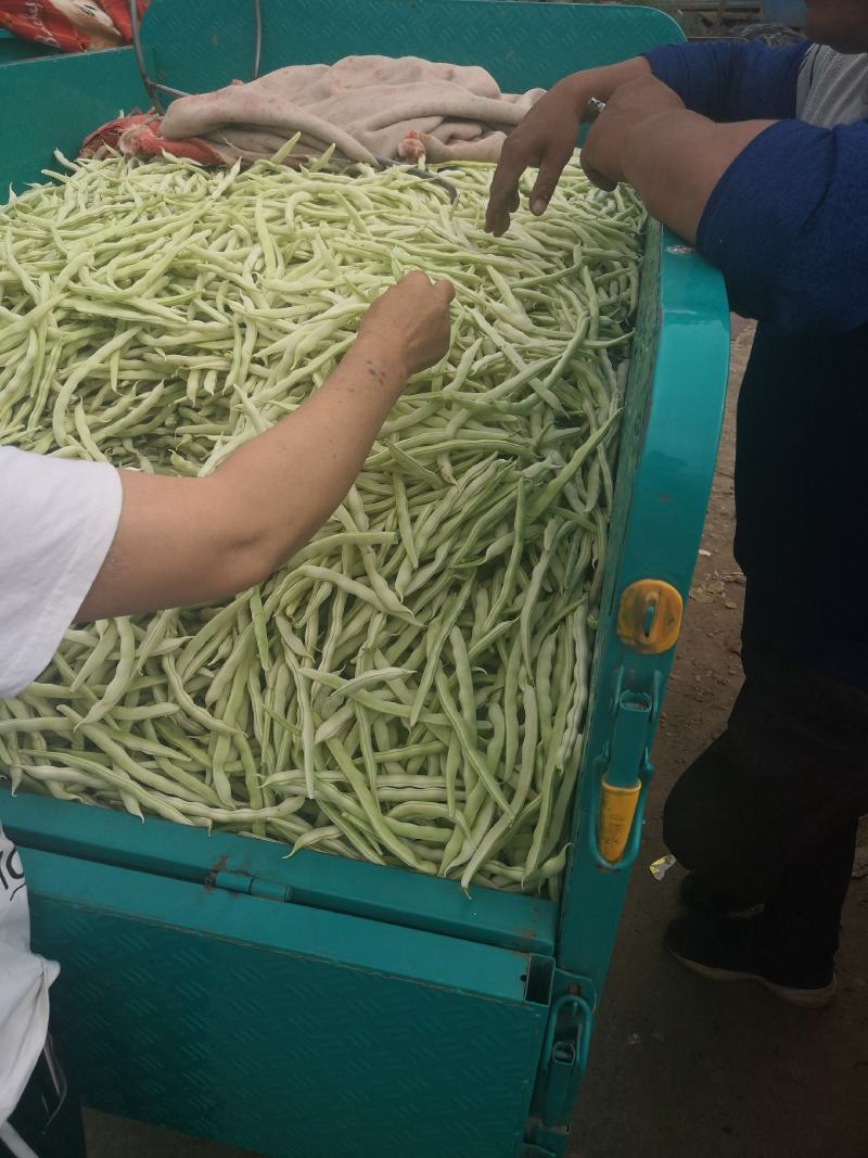 优质白不老，白芸豆，基地直供，价格美丽，可视频看货，欢迎
