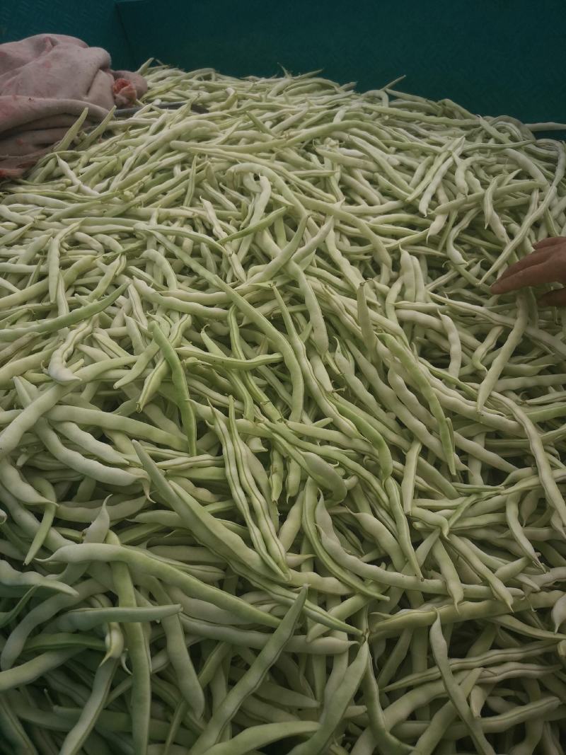 优质白不老，白芸豆，基地直供，价格美丽，可视频看货，欢迎