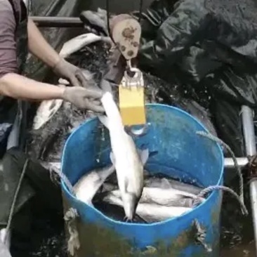 银鱼