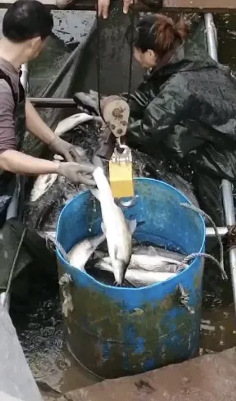银鱼