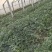 京欣系列